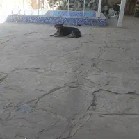سک پاکوتاه