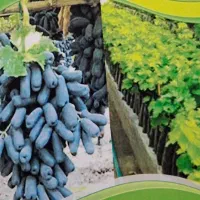 پیش فروش نهال گلدانی انگور موندراپ