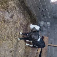 فروش گاو سیمینتال همراه با گوساله|حیوانات مزرعه|زیرآب, |دیوار