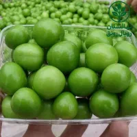انواع نهال گوجه پیوندی