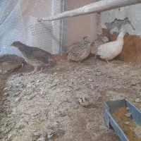 بلدرچین ماده تخم گذار.