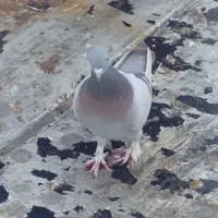 کبوتر جمعن ۲ تومن|پرنده|ملکان, |دیوار