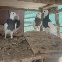 کبوتر طوقی|پرنده|اصفهان, کوی امیریه|دیوار