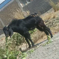 نری پاکستانی
