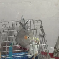 عروس هلندی ماده