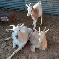 بز و نر سانن