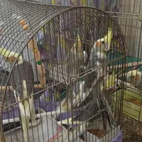 باسلام ۴ عددعروس هلندی خیلی خوشگل خوش رنگ