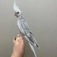 طوطی عروس|پرنده|رشت, رودباری|دیوار