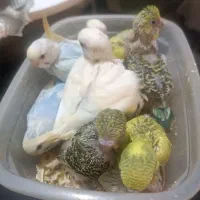 جوجه مرغ عشق سرلاکی