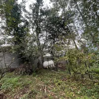 فروش زمین ۳۶۵ متر|فروش زمین و ملک کلنگی|توتکابن, |دیوار