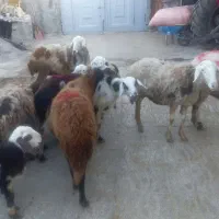 میش و بره|حیوانات مزرعه|فیروزآباد (لرستان), |دیوار