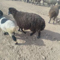 فروش 4عدد میشو بره|حیوانات مزرعه|ارسنجان, |دیوار