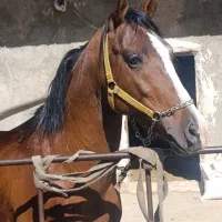 اسب|اسب و تجهیزات اسب‌سواری|چهاردانگه (تهران), |دیوار