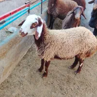 3راس بره ماده