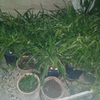 گل وگیاه طبیعی|گل و گیاه طبیعی|شیراز, احمدآباد|دیوار