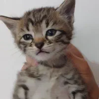 سه تا کوچولوی خاکستری، به دنبال خونه‌ی امن