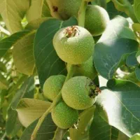 نهالستان میوه و گردو بادام تولید کننده|خدمات باغبانی و درختکاری|زنجان, |دیوار