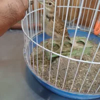 سهره خاکی|پرنده|قم, هفت تیر|دیوار