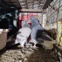 دمسفید|پرنده|نگین شهر, |دیوار