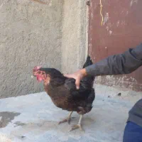 ۵۰۰|حیوانات مزرعه|درمیان, |دیوار