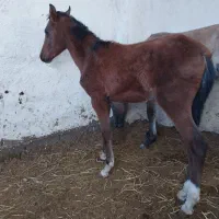 پنج راس کره اسب فی پایین|اسب و تجهیزات اسبسواری|رونیز, |دیوار