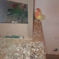 جفت پرنده کار جوجه دار