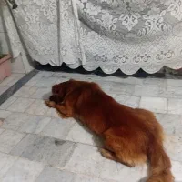 سگ پاکوتاه پیدا شده