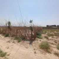 باغچه ۳۰۰ متری سنددار