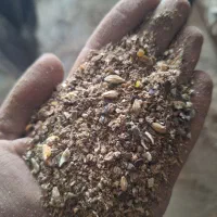 گوسفند و میش و بره نقد چک کارمندی