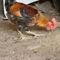 تخم نطفه دار گلین لری قلم سبز اصل