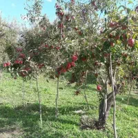 فروش-خونه-و-باغ-عکس-مال-باغ-نیست