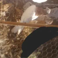 کبوتر طوقی|پرنده|یاسوج, |دیوار