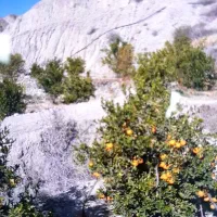 فروش نارنگی سیاهو مخصوص سوغات