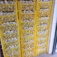 سیر فروشی
