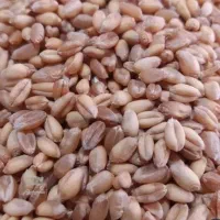 گندم آبی پیشگام