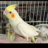 فروش استثنایی بلک فرایدی عروس هلندی|پرنده|تربت جام, فاز ۱ فرهنگیان|دیوار