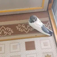 کبوتر|پرنده|لالجین, |دیوار