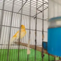 قناری|پرنده|مرودشت, کناره|دیوار