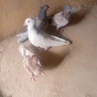 چهار تا. کفتر  برشی