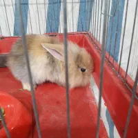 خرگوش لوپ با قفس