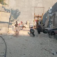 تخم مرغ لاری|حیوانات مزرعه|شیراز, پانصد دستگاه ارتش|دیوار