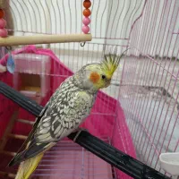 عروس هلندی سه ماهه