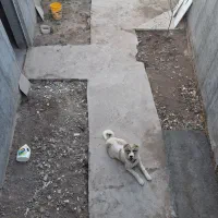 سگ اصل سرابی