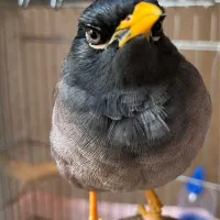 مرغ مینا سخنگو شاه تخم|پرنده|قدس, شهرقدس|دیوار