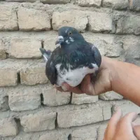 کبوتر پرشی|پرنده|آوج, |دیوار