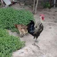 مرغ و خروس محلی
