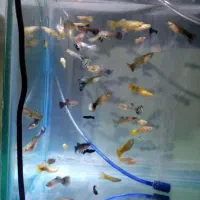 ماهی های درجه 1و 1