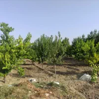 ۴۵۰ متر باغچه، تپه نظام آباد،کاشانک/تهاتر با خودرو|فروش دفتر صنعتی، کشاورزی، تجاری|اسلام‌شهر, کاشانک|دیوار