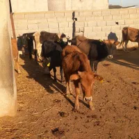 ۸راس گوساله ماده گاو قربانی|حیوانات مزرعه|آق قلا, |دیوار