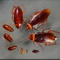 سم پاشی، سمپاشی سوسک، ساس، بید فرش، کنه کبوتر|خدمات نظافت|شیراز, قصرالدشت|دیوار